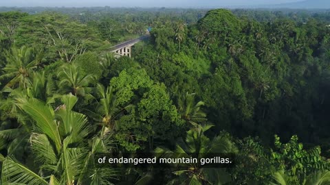 Bwindi Impenetrable Forest in Uganda is a UNESCO World Heritage Site