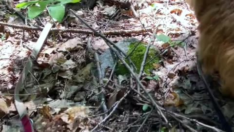 Exploring Dog in the forest