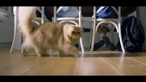 Heritage Bank 'Cats first' Fat Cats mp4