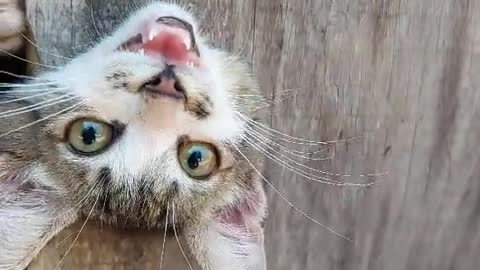 Kitten Gets His Head Stuck in a Hole