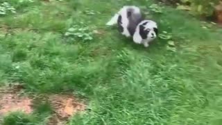 New Puppy Learns About Glass Doors