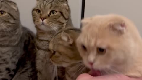 Puppy Playdates: Cats and Babies Having Fun"