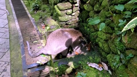 Monkey in Bali has great time playing in water fountain