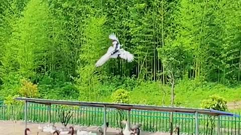 Peacock flying, so beautiful