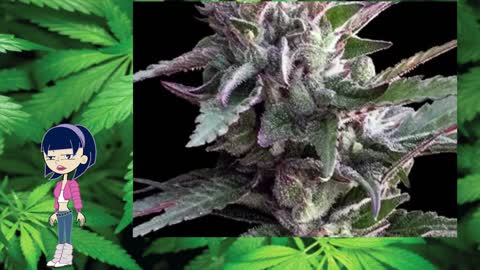 Thai Chi – Ace Seeds