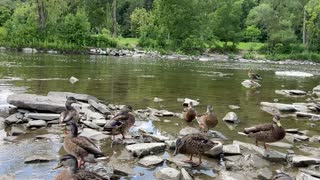 Ducks and Geese 8