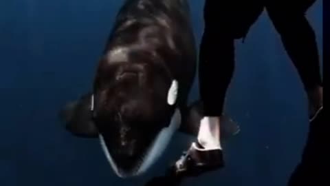 Mama Orca 😍