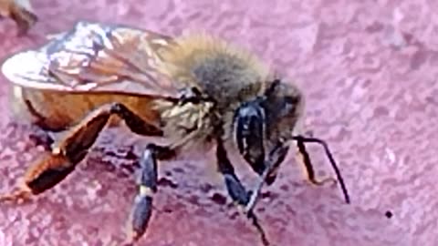 Apis, common name Western Honeybee