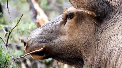 Elk Animal Forest Chewing Eating Fur Deer