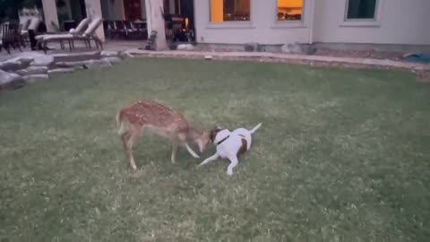 Determined fawn tries everything to get dog to play