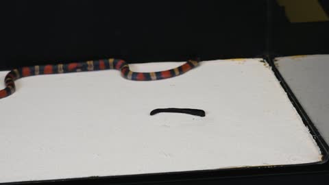 WHAT IF THE MILK SNAKE SEES LEECH? LEECH VS MILK SNAKE [Live feeding!]-18