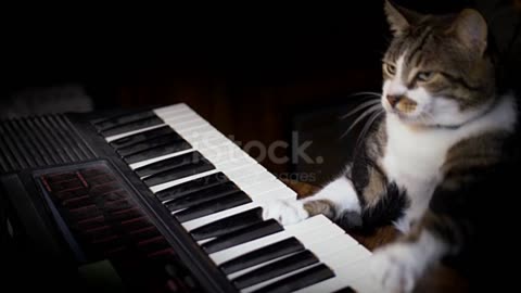 See how beautifully the cat plays the piano