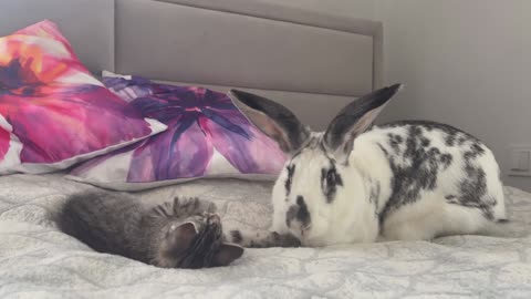 Baby Kitten wants to be friends with the Rabbit