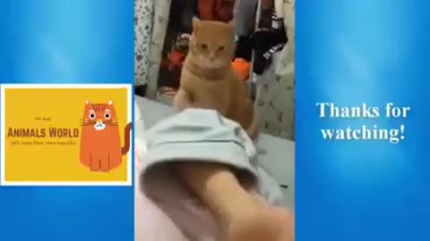 Confused Sneaky Pets #shorts #shortvideo #video #virals #videoviral