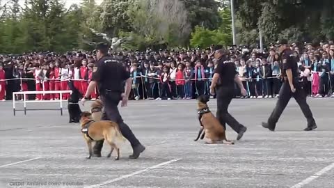 Best Trained & Disciplined Dogs in The World!