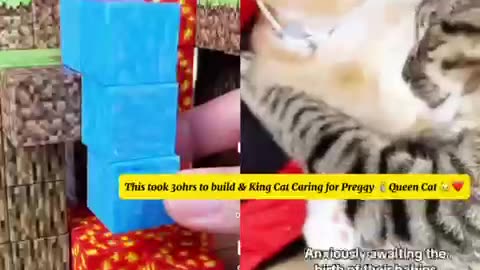 Caring King Cat