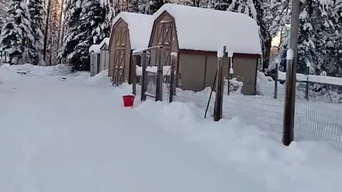 14" of December Snow on the Farm/Nigerian Dwarf Goat/Duck/Built on the Rock Farm