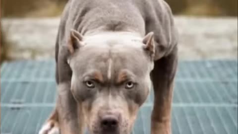 Pitbull Dog Video