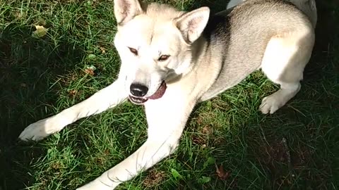 Huskitas, Mastimute, and Pitbull play together