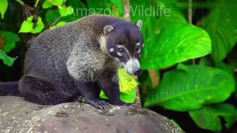 Beautiful Amazon Forest Wildlife Relaxing Video