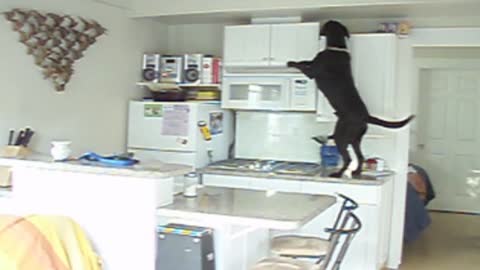 No Snack Can Escape This Dog's Reach