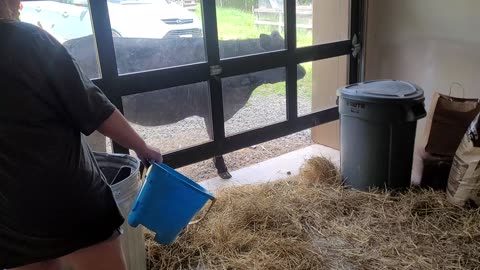 Sheep leaving garage after shearing