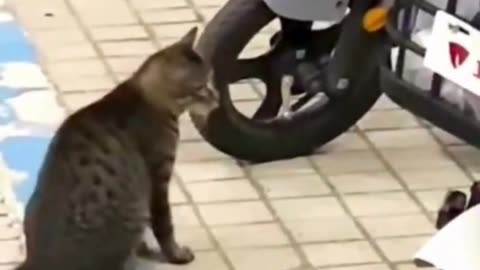 Cute And Funny Cats 😍😍😅😅 #viral #shorts #reels #cat #cats #pets