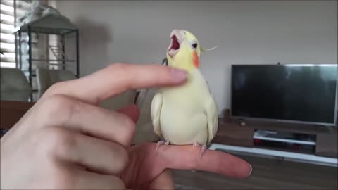 How to make cockatiel happy