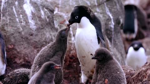 How krill fishery threatens Antarctic wildlife