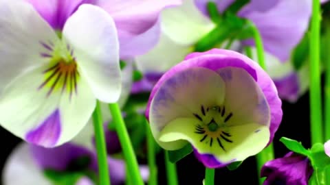 More Blooming Flowers Timelapse