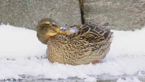 Mallard With Frozen Bill