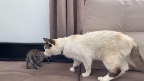 Funny Cat Reaction to New Baby Kitten