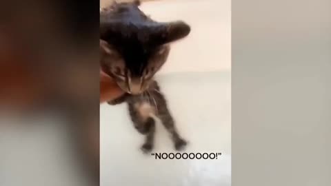 Cute Baby Cat Not Ready For Taking Bath