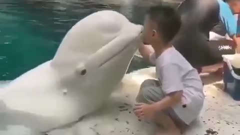 Cute Whale ,