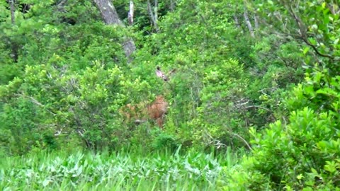 White-tailed deer