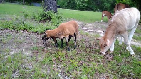 Newborn Ewe Lamb