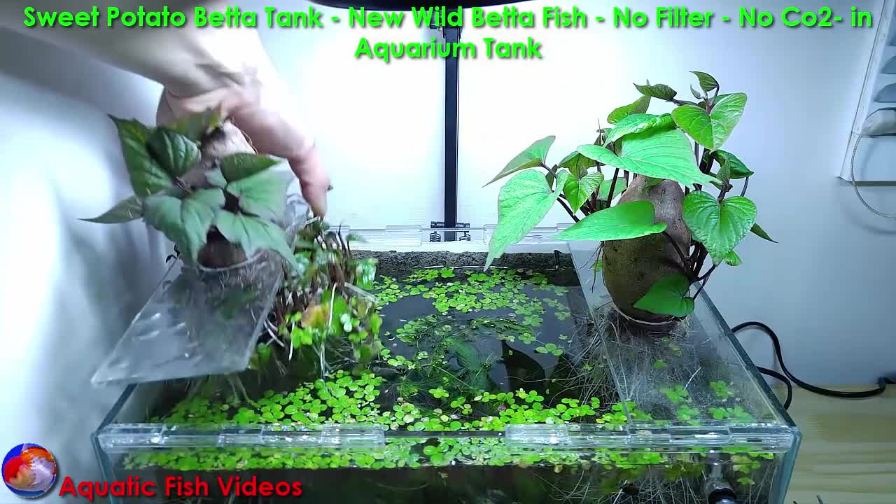 Sweet Potato Betta Tank New Wild Betta Fish No Filter No Co2 in Aquarium Tank