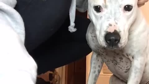 23_Super funny dog videos from TikTok - The most patient dog in the world