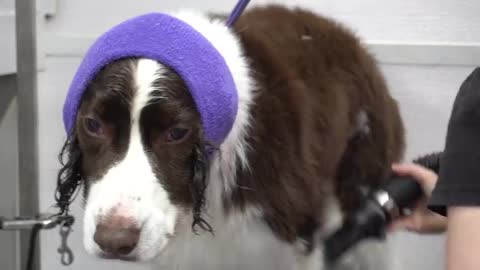 A fierce hunter with a kind heart Springer Spaniel