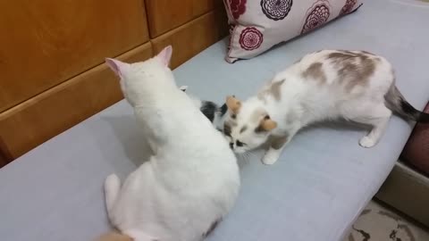 Mama Cat Takes Back Crying Kitten From Toddler