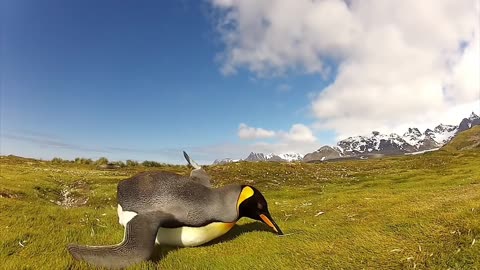 "Laughing on Thin Ice: Panguin's Hilarious Ice-skating Mishaps