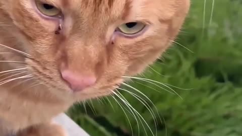 Cat beautiful video