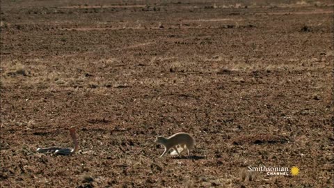 mongoose vs cobra. fight to death