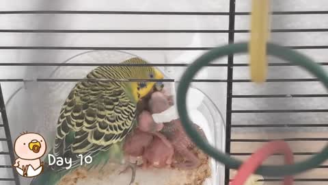 Watch 5 baby budgies growing day by day4