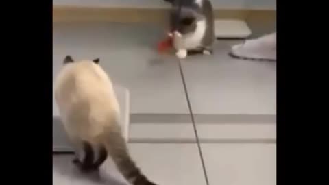 Funny video Cat