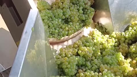 Wine making from grapes 🍇