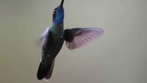 humming birds. beauty