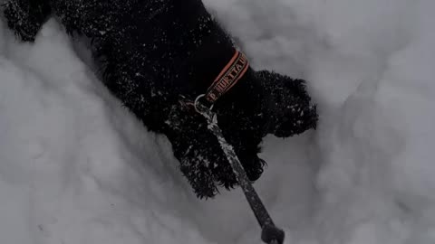 Cocker Spaniel finds something tasty under 3 feet of snow, but won't share