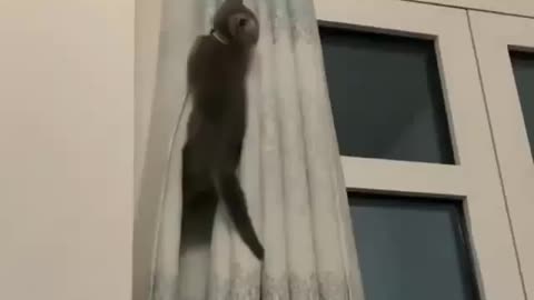 Small Cat Climbs Curtains Funny animal videos | Cute animal videos | Funny dog&cat videos | Hilarious pet videos