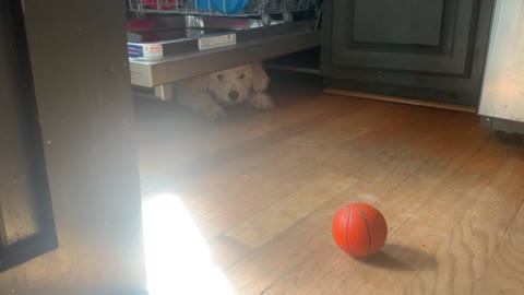 Golden doodle puppy throws an adorable temper tantrum